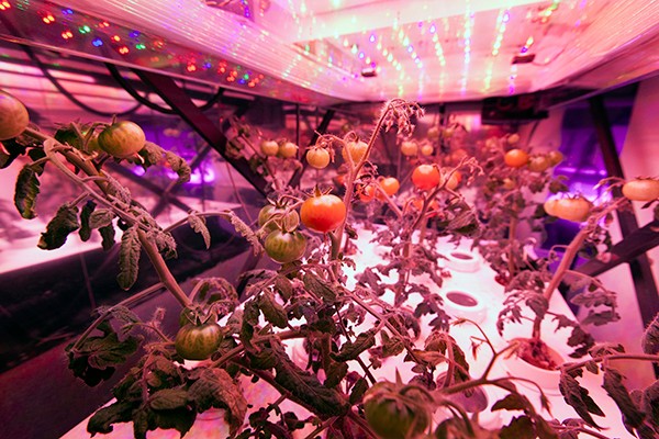 植物照明前景看好，科技巨頭們跨行“種菜”